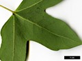 SpeciesSub: subsp. turcomanicum